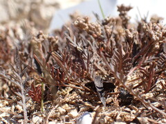 Lepidium solandri