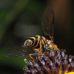 Dasysyrphus tricinctus