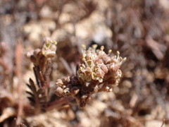 Lepidium solandri