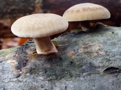 Fungi