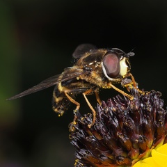 Dasysyrphus tricinctus