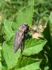 Ectinogonia buquetii