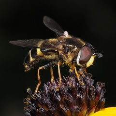 Dasysyrphus tricinctus
