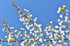 Prunus transarisanensis