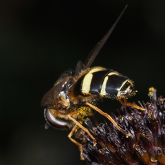 Dasysyrphus tricinctus