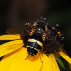 Dasysyrphus tricinctus