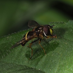 Dasysyrphus tricinctus