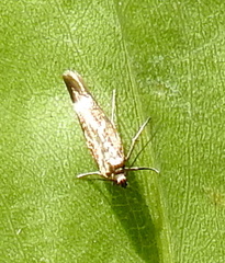 Scythris
