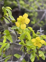 Ochna inermis