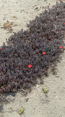 Malephora crocea