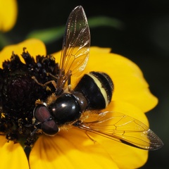 Dasysyrphus tricinctus