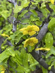Ochna inermis