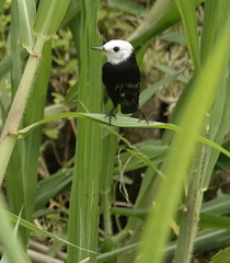 Arundinicola leucocephala