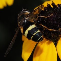 Dasysyrphus tricinctus