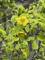 Ochna inermis