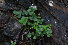 Potentilla hebiichigo