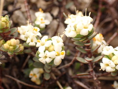 Pimelea prostrata