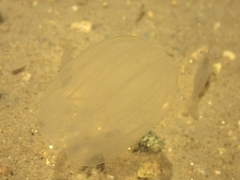 Mnemiopsis leidyi