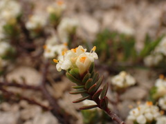 Pimelea prostrata