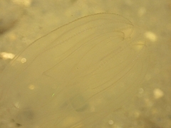 Mnemiopsis leidyi