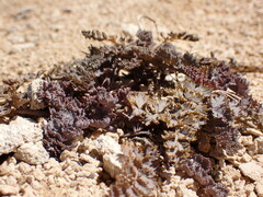 Gingidia enysii enysii