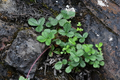 Potentilla hebiichigo