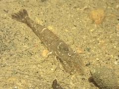 Crangon septemspinosa
