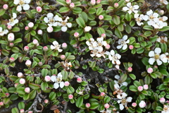 Cotoneaster morrisonensis