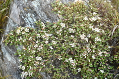 Cotoneaster morrisonensis