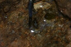 Chartoscirta cocksii