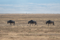 Connochaetes taurinus mearnsi