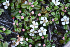 Cotoneaster morrisonensis