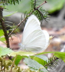 Pieris oleracea