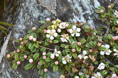 Cotoneaster morrisonensis