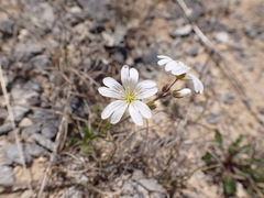 Cerastium arvense