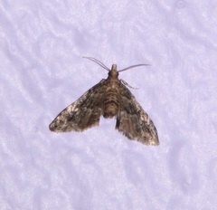 Sufetula