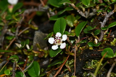 Cotoneaster dammeri