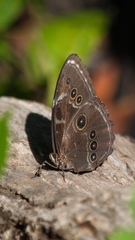 Morpho