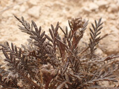 Lepidium solandri