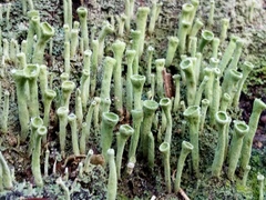 Cladonia