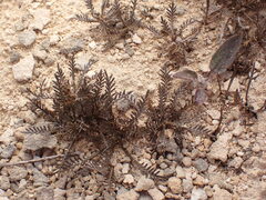 Lepidium solandri