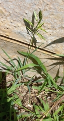 Bromus catharticus