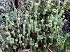 Cladonia