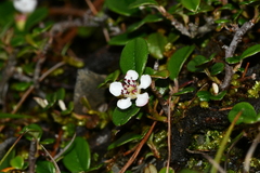 Cotoneaster dammeri