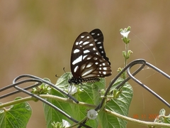 Graphium leonidas