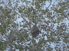 Vespa velutina nigrithorax