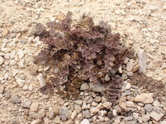 Gingidia enysii enysii