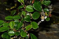 Cotoneaster dammeri