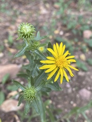 Grindelia squarrosa serrulata