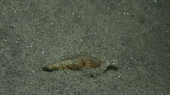 Ophiodermella inermis